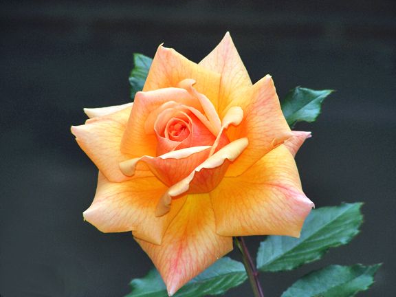 Sisters at Heart photo sah2013_06090018_zpseca9f3af.jpg